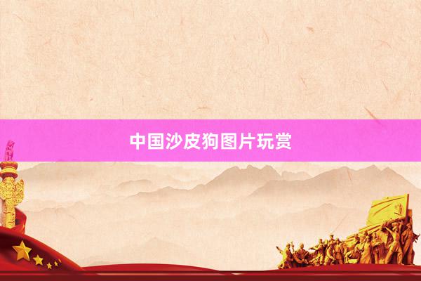 中国沙皮狗图片玩赏
